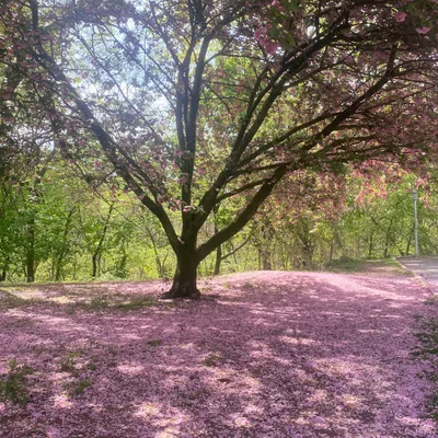 A tree with pink petals